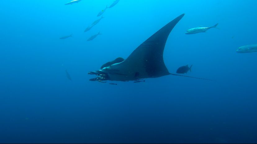 8 Must Visit Manta Ray Diving Destinations