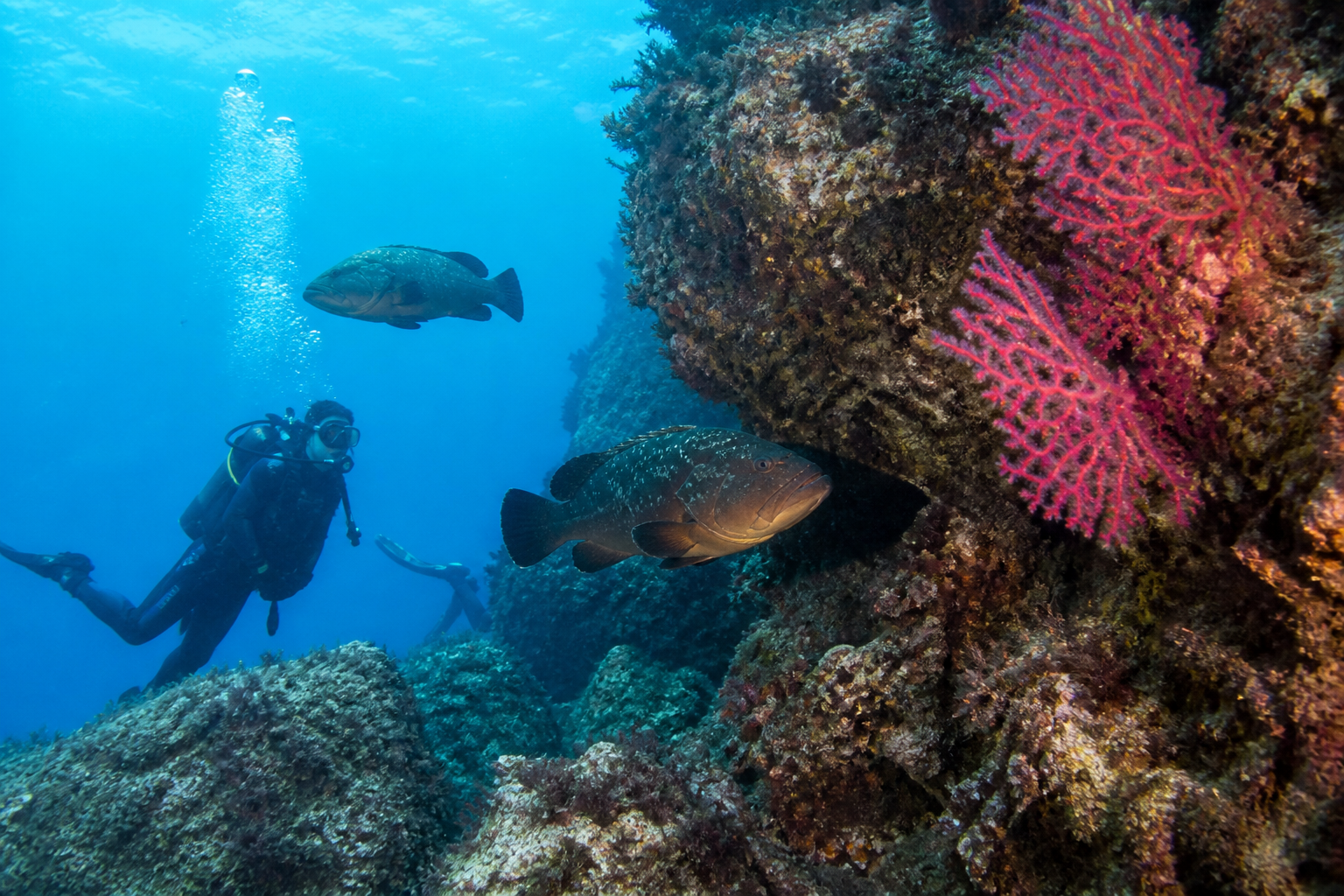 Diver exploring a Mediterranean reef off the Italian coast