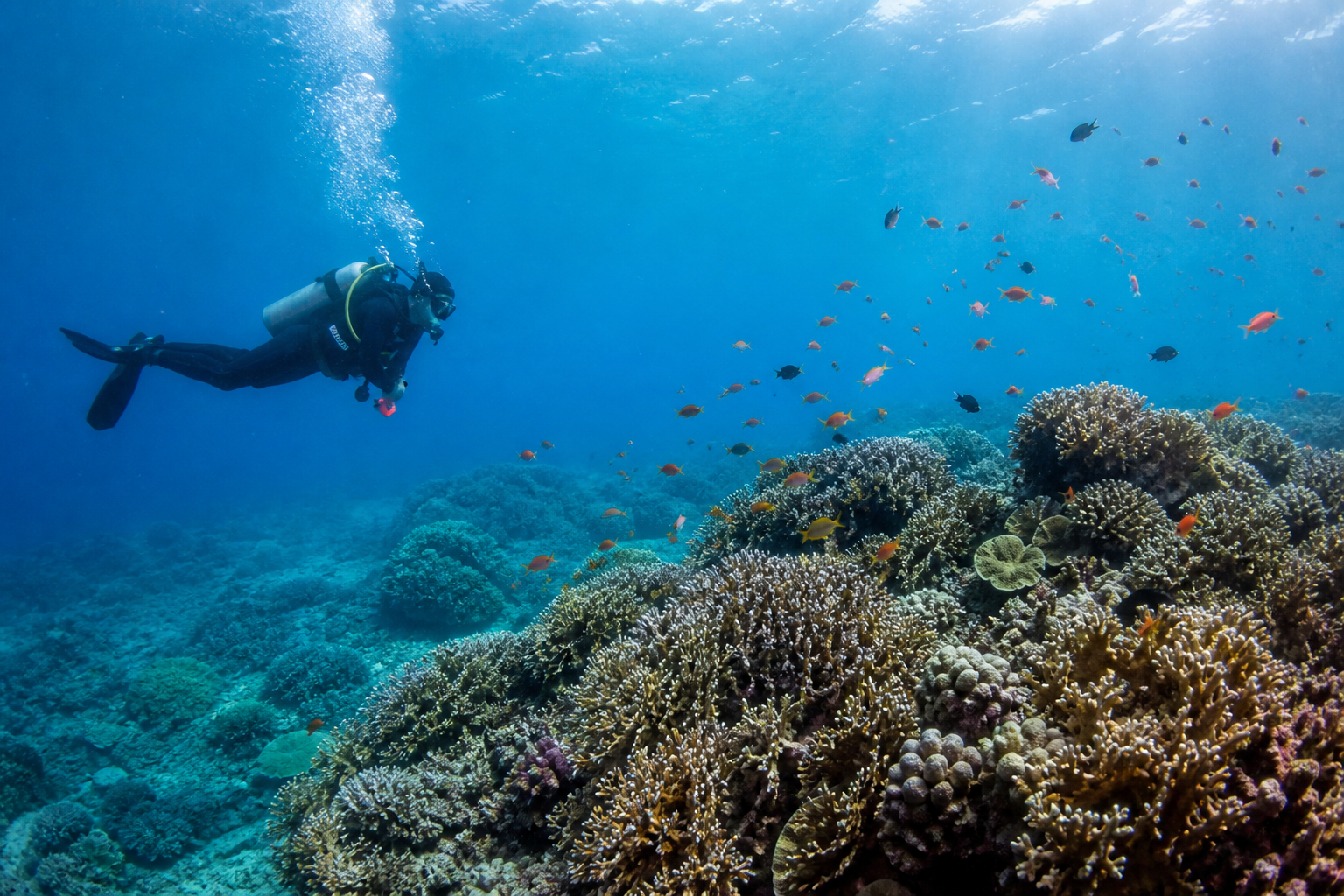 Diver exploring coral reefs in Okinawa, Japan