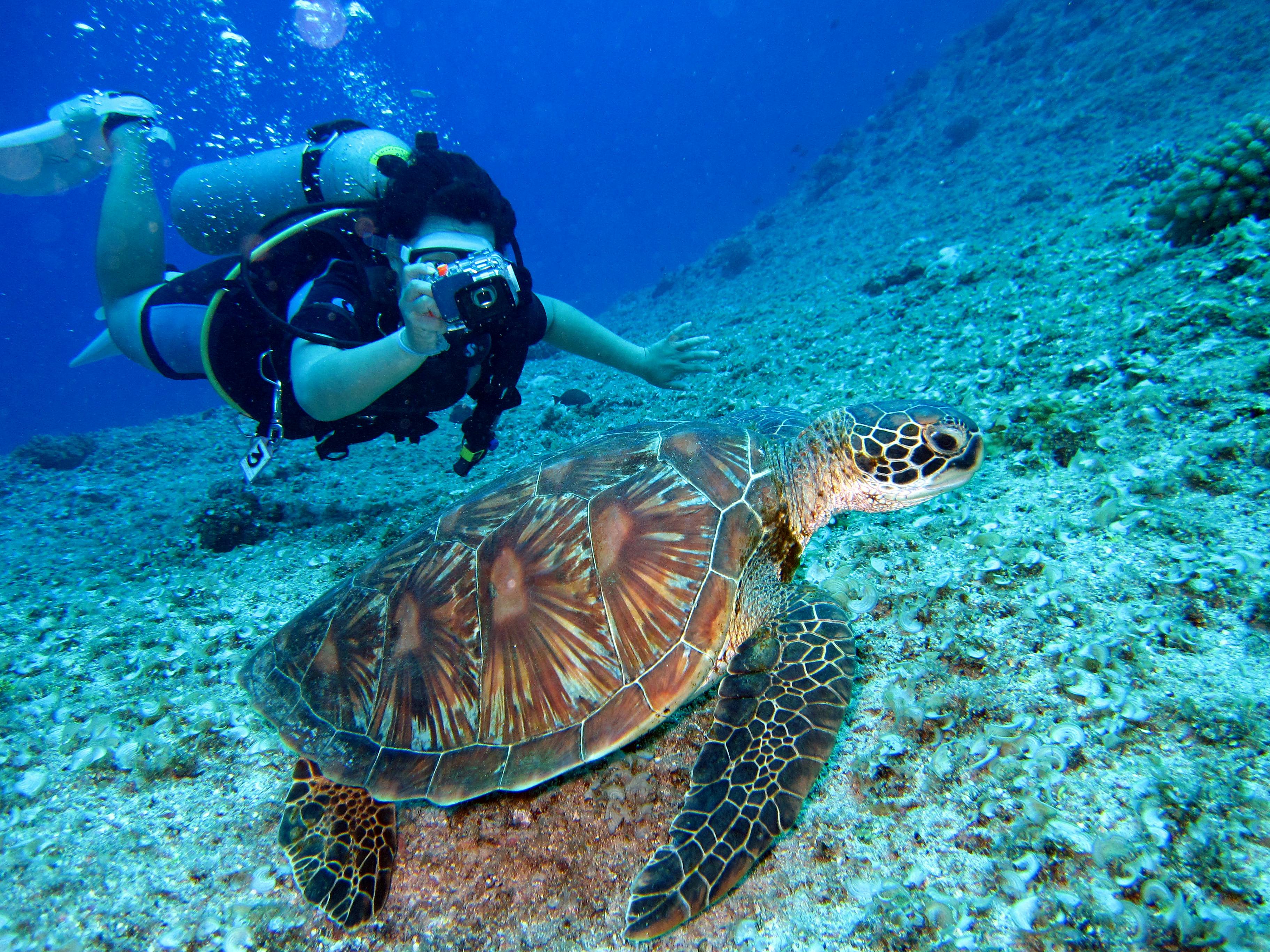 Scuba divers in the tropical waters near Phuket