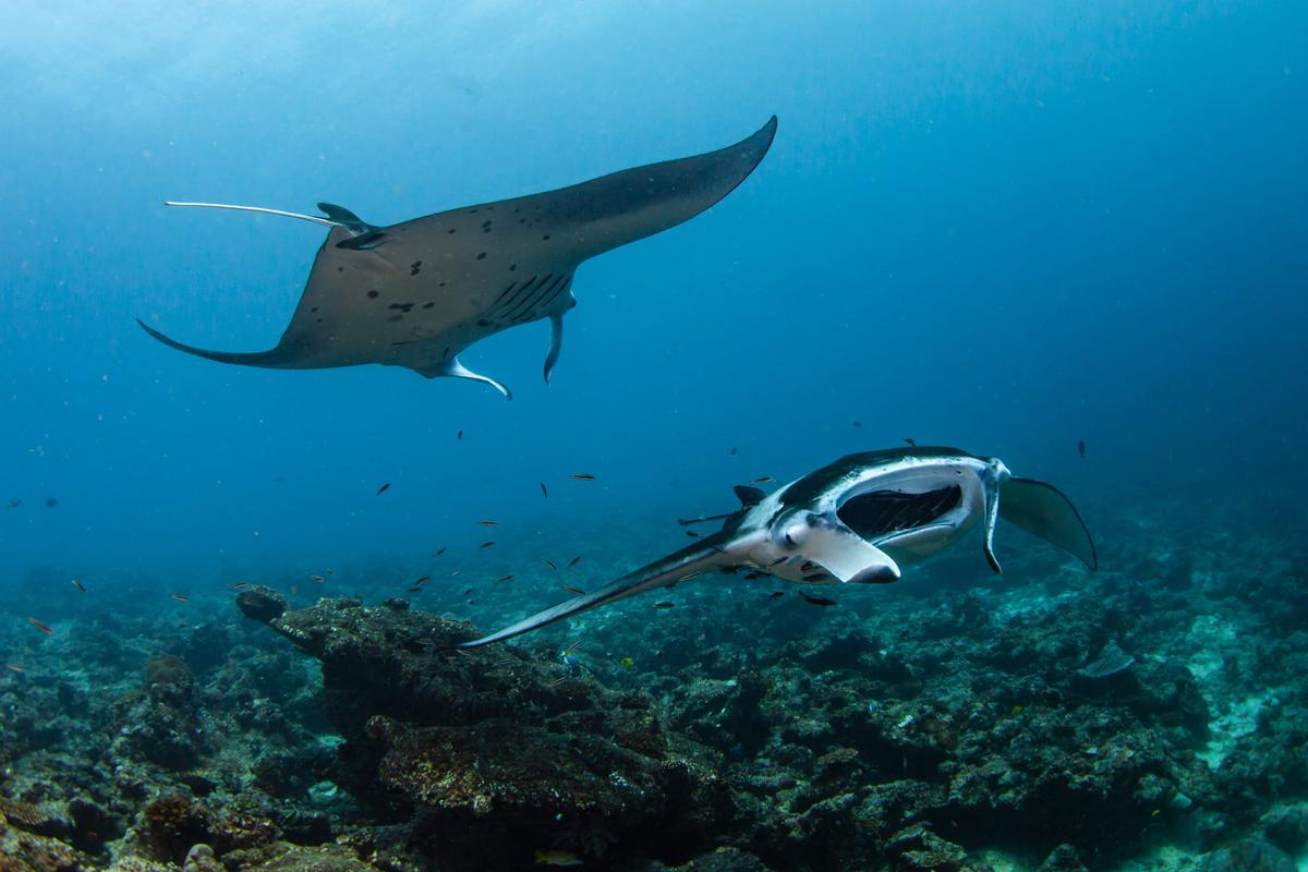 Reef manta rays gliding over the coral reef near Dhigurah, South Ari Atoll, Maldives