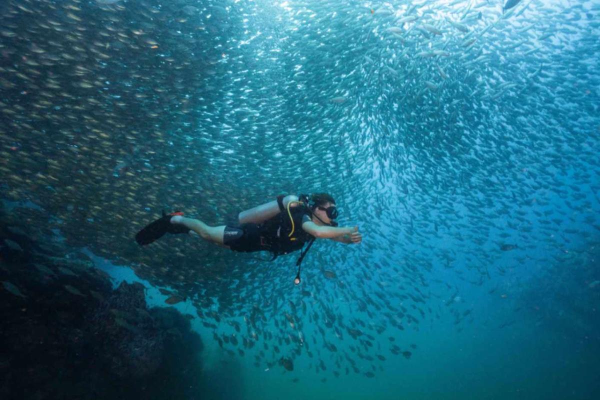 Scuba diver swimming through a large school of fish near Koh Tao, Thailand