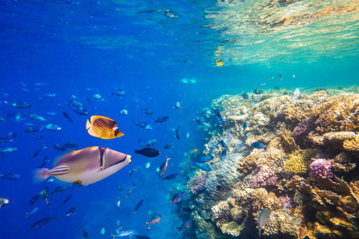 Colorful Red Sea reef with reef fish near Sharm El Sheikh, Egypt