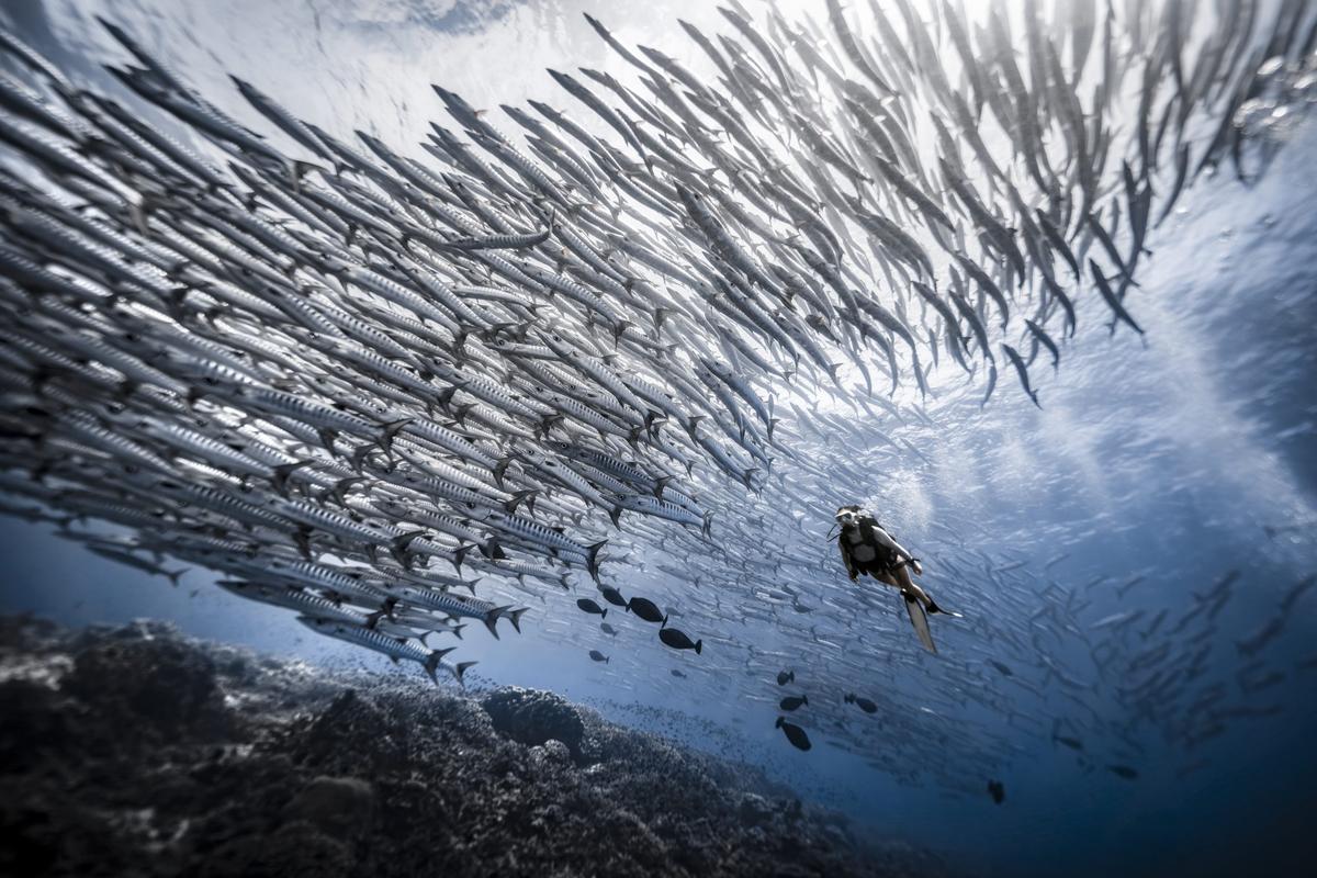 Scuba diver swimming beside a tornado of schooling barracuda at Sipadan, Malaysia