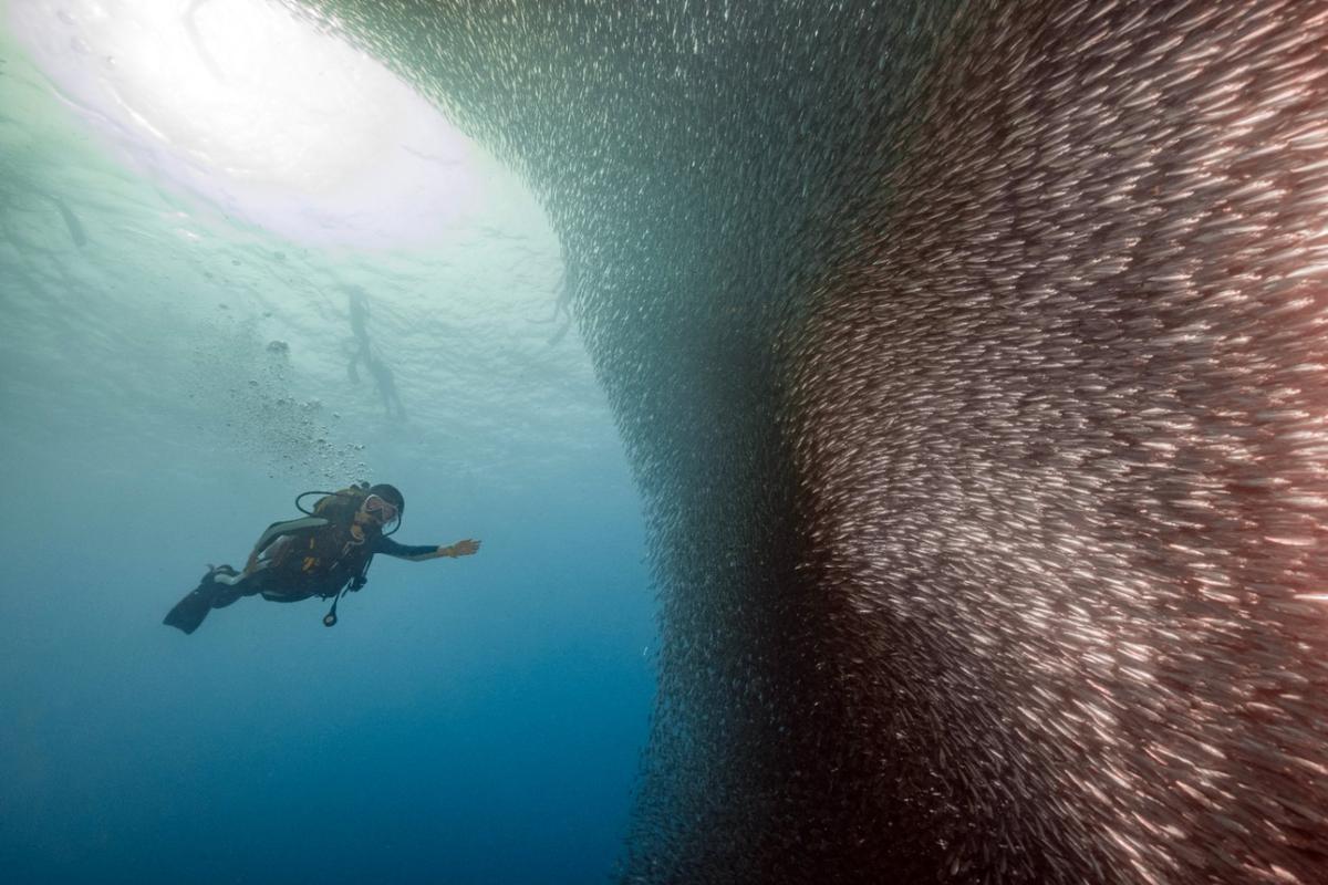 Scuba diver swimming beside the Moalboal sardine bait ball, Cebu, Philippines