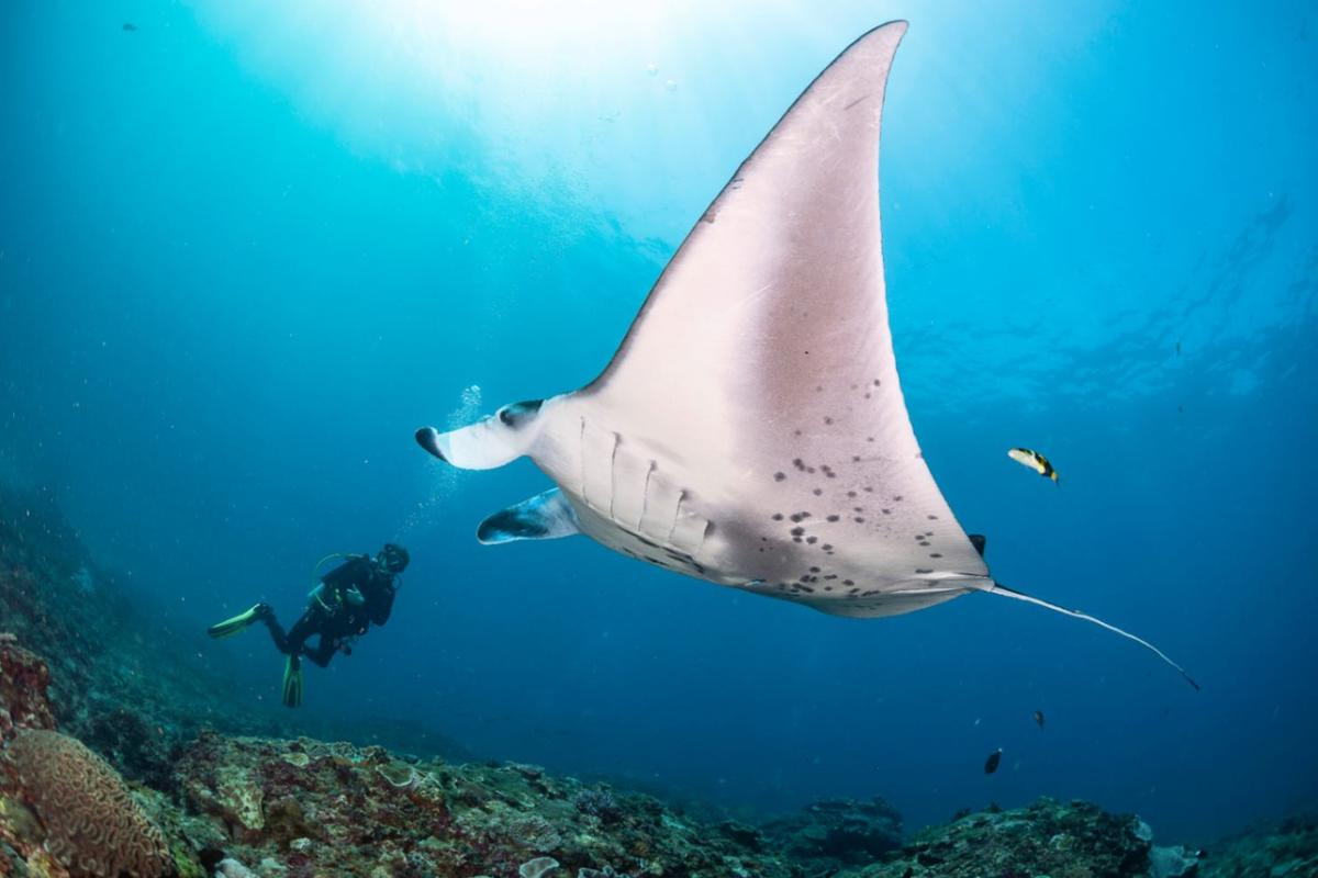 Diver with a reef manta ray over the coral reef at Nusa Penida, Bali