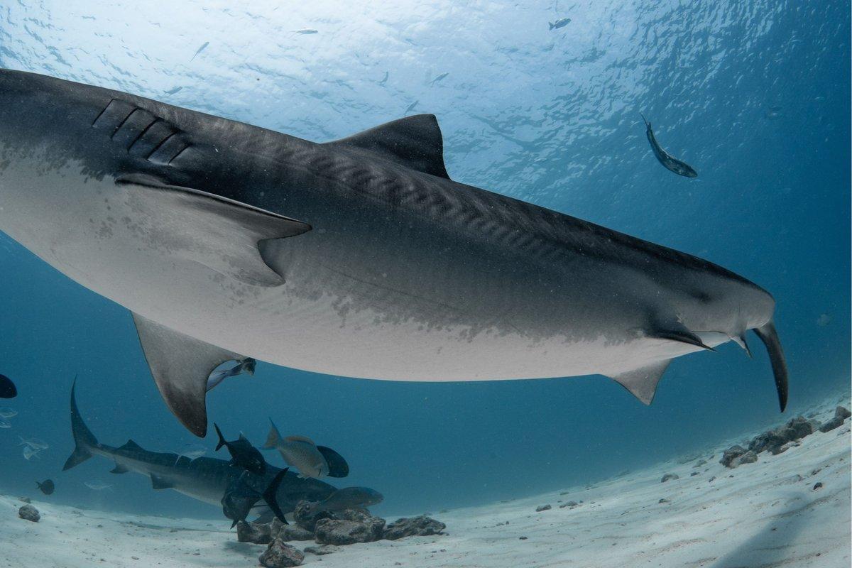 Tiger shark cruising over the sandy seabed near Fuvahmulah's harbor, Maldives